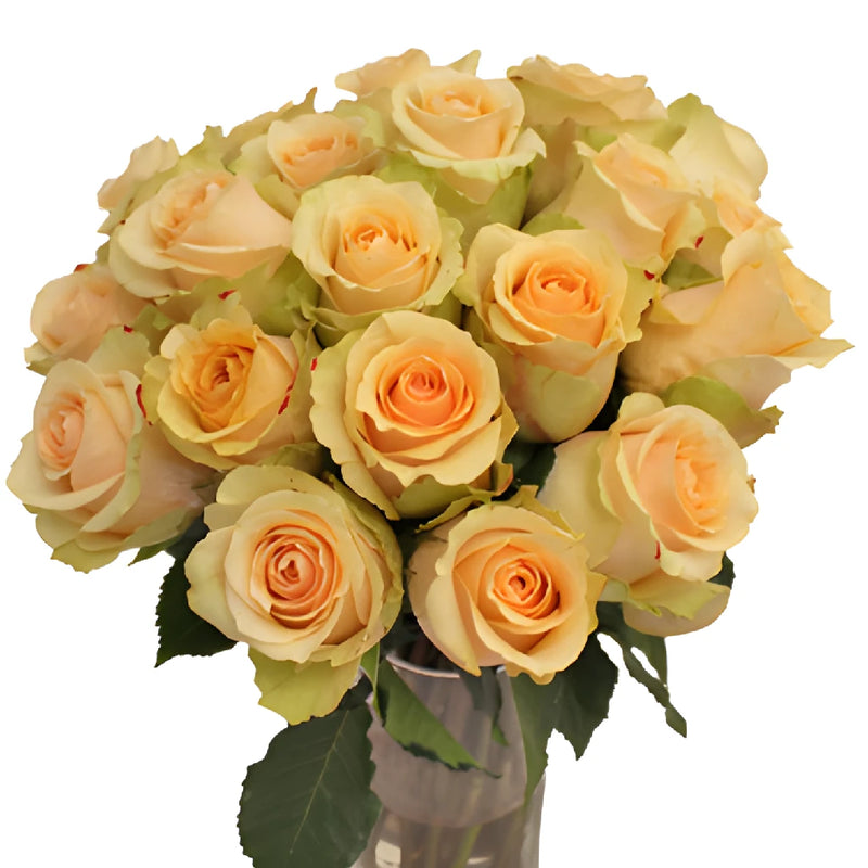 Antique Peach Rose