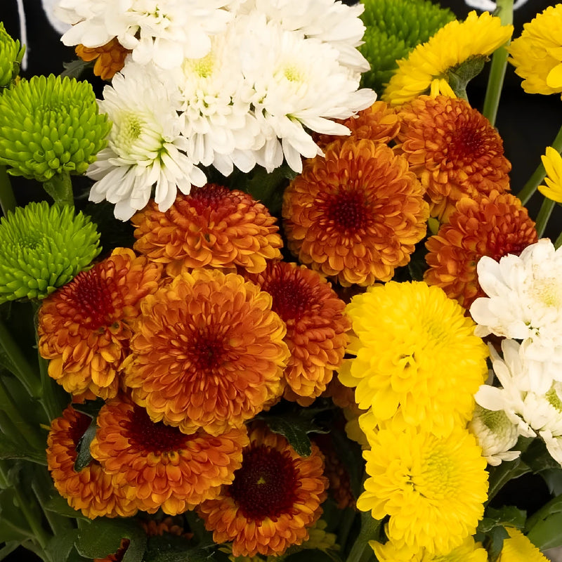 Fall Mini Button Pom Assorted Colors Flower Close Up - Image