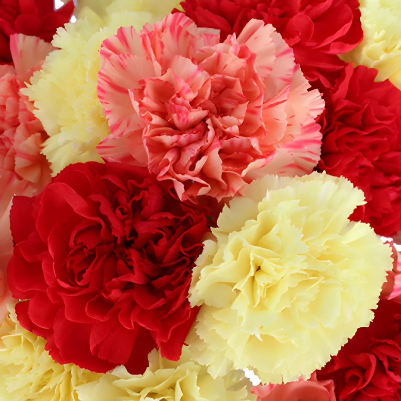 Fall Farm Mix Wholesale Carnations Up close