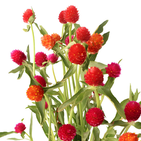 Farm Assorted Colors Gomphrena Flowers