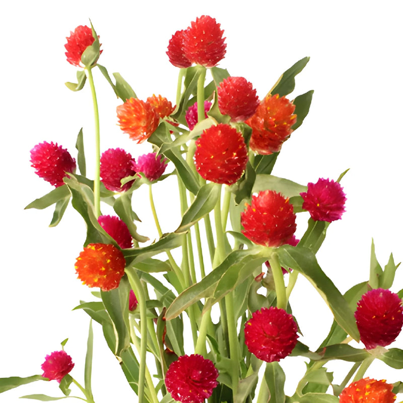 Farm Assorted Colors Gomphrena Flowers