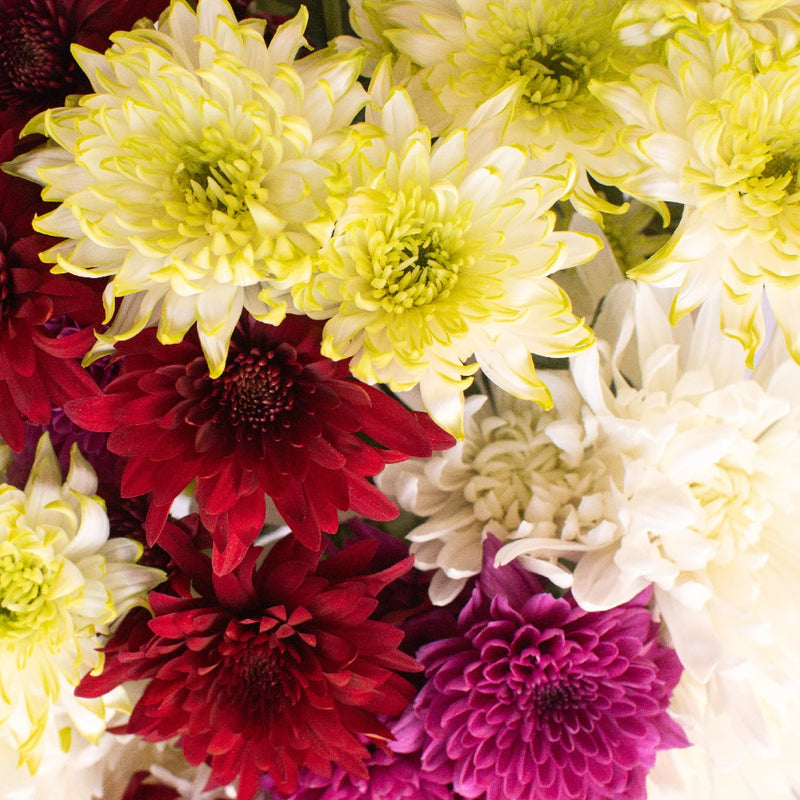 Farm Mix Cushion Bulk Flower Close Up - Image