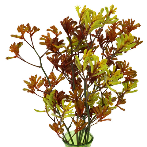 Farm Mix Designer Kangaroo Paw Flowers