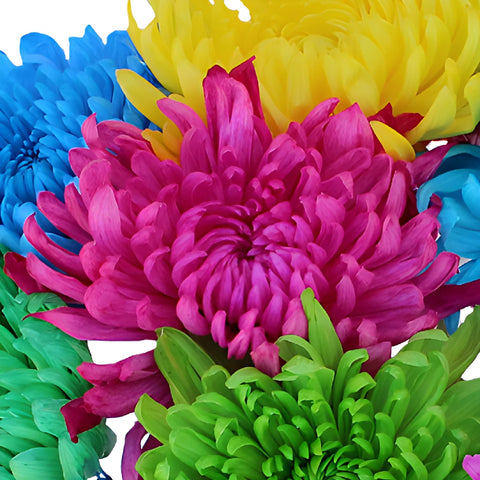 Farm Mix Tinted Cremon Flower
