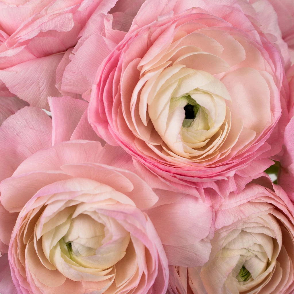 Buy Wholesale Favola Cloony Ranunculus in Bulk - FiftyFlowers
