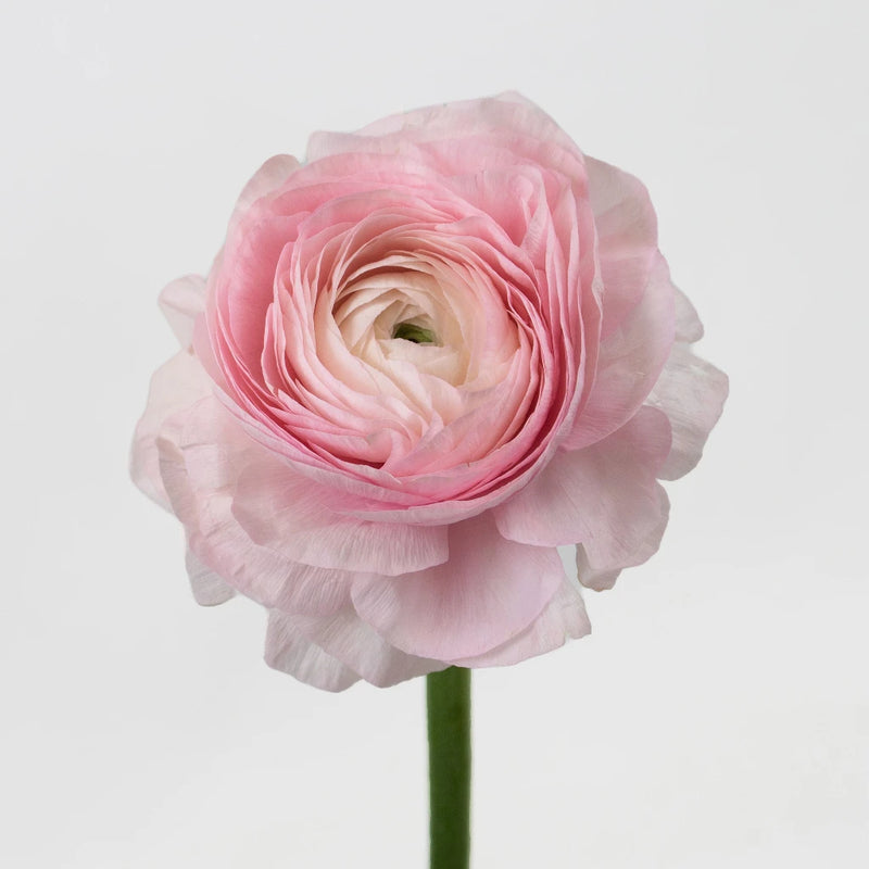 Pink Favola Cloony Ranunculus Flower Stem