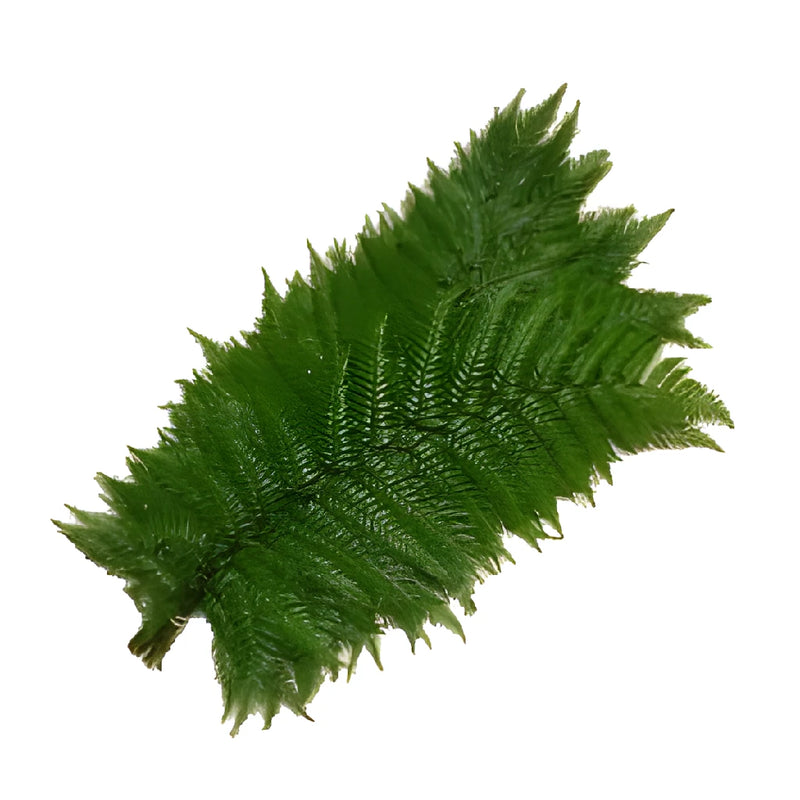Wedding greenery feather fern filler flowers sold near me