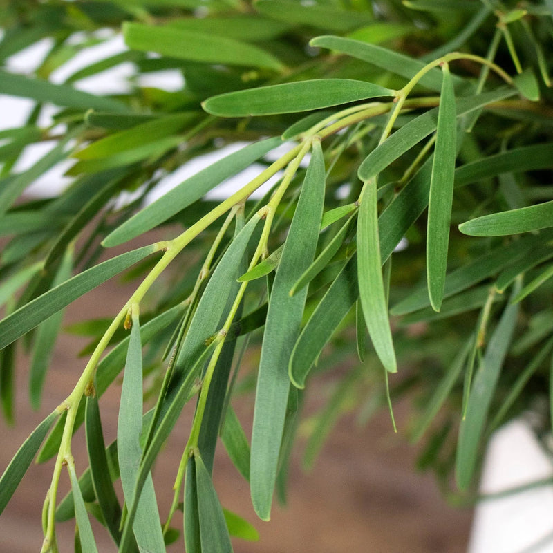 Feather Wedding Eucalyptus Greenery Flower Up Close