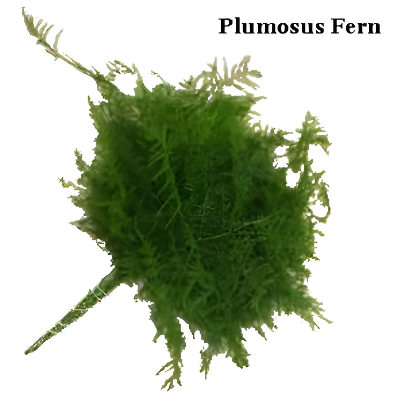 Fern and Ivy Greens Garland