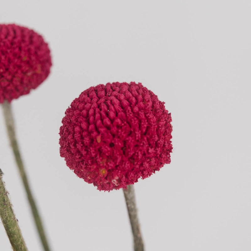 Fiesta Pink Bulk Craspedia Flower Close Up - Image
