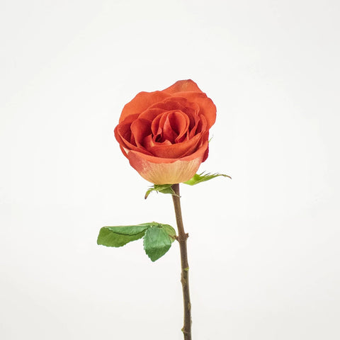 Mosaico Red Rose Stem