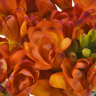 Flaming Orange Designer Freesia Flower