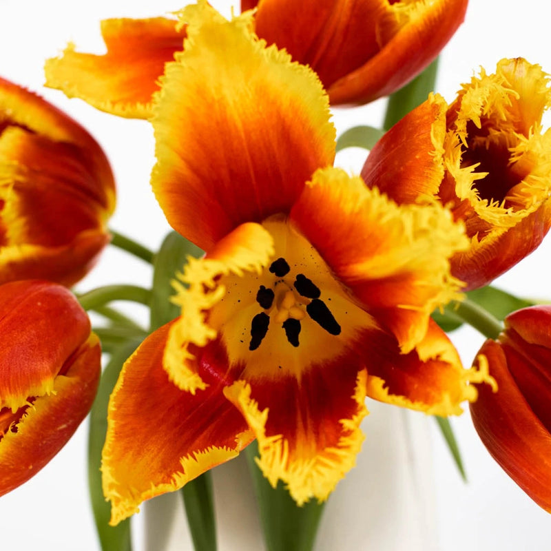 Flaming Red Frill Tulip Close Up - Image