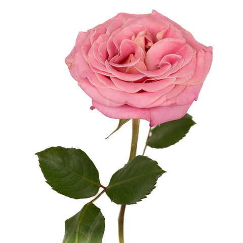 Flamingo Pink Garden Rose Stem - Image