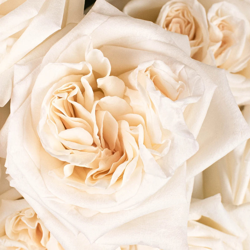 White Ohara Garden Rose Close Up - Image
