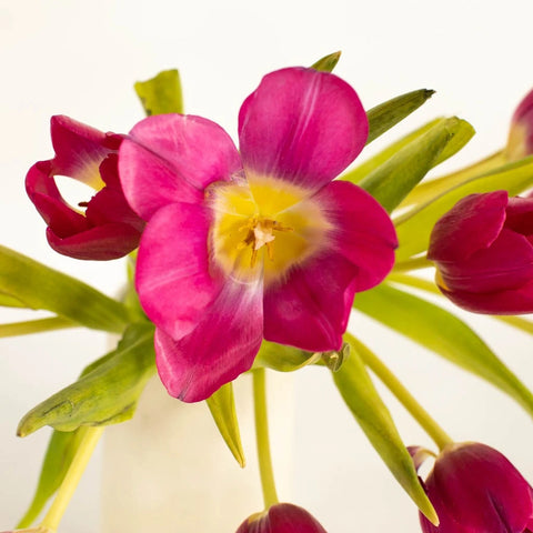 Flushed Tulips Close Up - Image