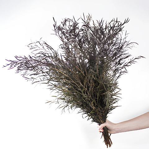 Agonis greenery wholesale wedding flowers