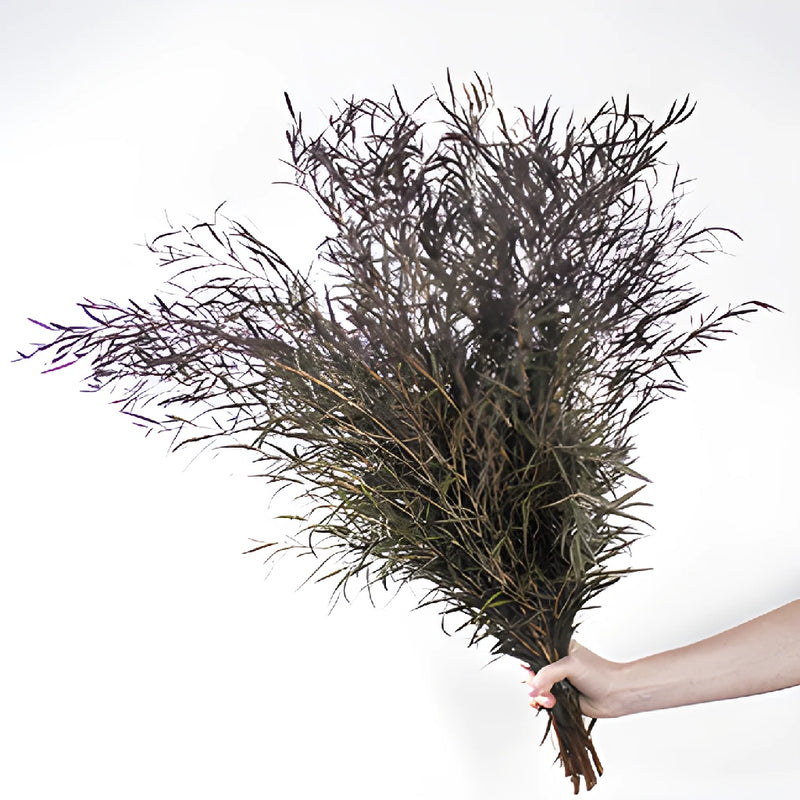 Agonis greenery wholesale wedding flowers