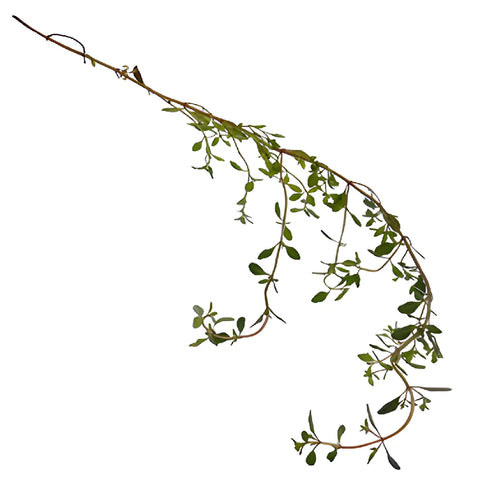 Fresh Cut Bulk Thyme Herb