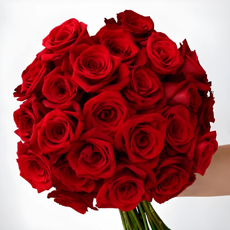 Fresh Freedom Red Roses Close Up - Image