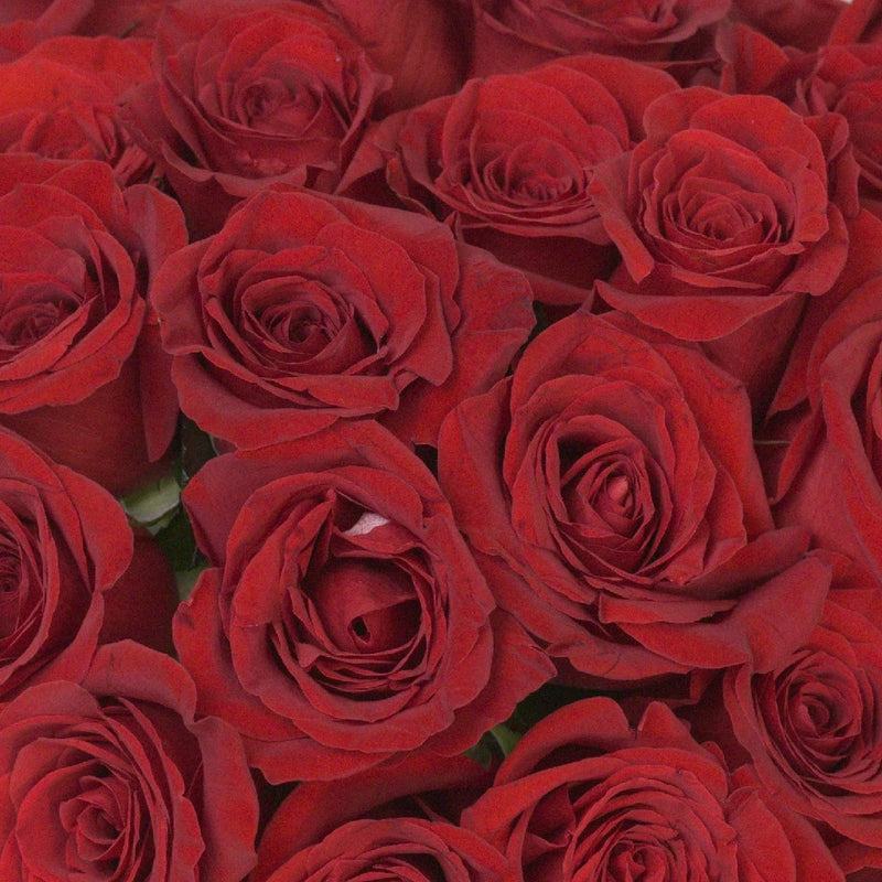 Fresh Freedom Red Roses Stem - Image