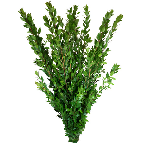 Fresh Greens Myrtle DIY Flower Kit Bunch