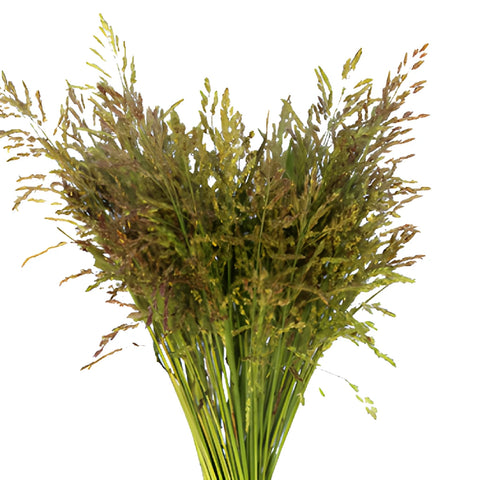 Wholesale greenery fresh red garnet bead millet sold as bulk near me