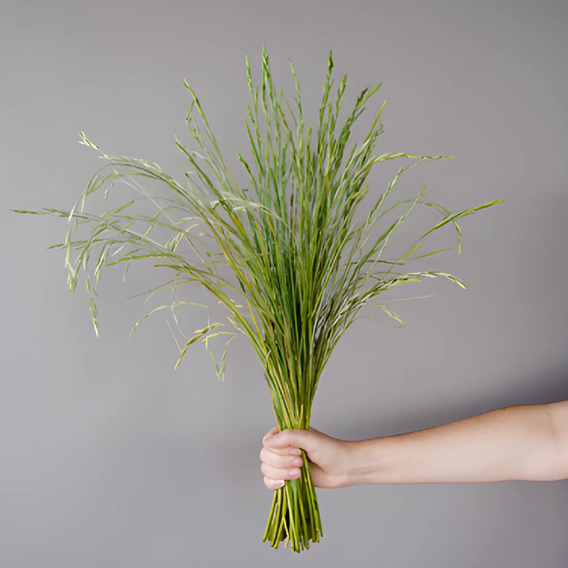 Wholesale greenery fresh cut shaker grass filler flowers sold as bulk