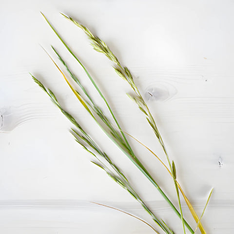 Single stems of fresh cut greens shaker grass filler flowers sold near me for delivery