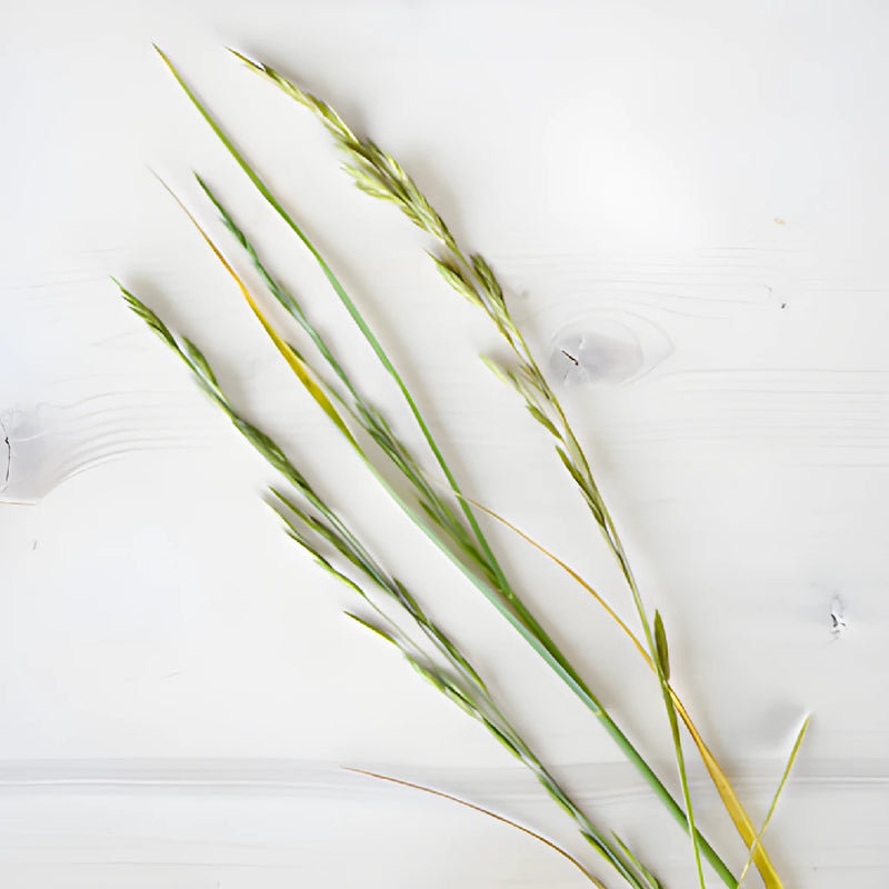 Single stems of fresh cut greens shaker grass filler flowers sold near me for delivery