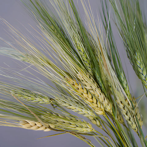 Fresh Wheat Greens