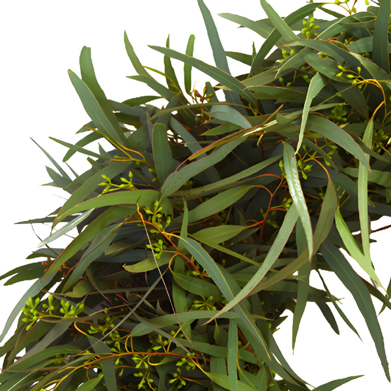 Willow Seeded Eucalyptus Wreath Delivery