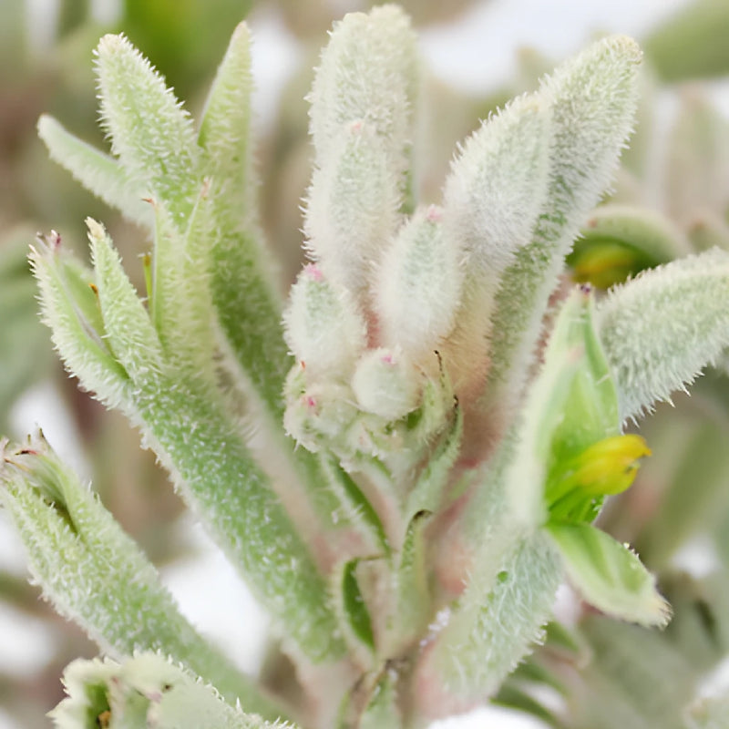 Frosted White Kangaroo Paw Flowers