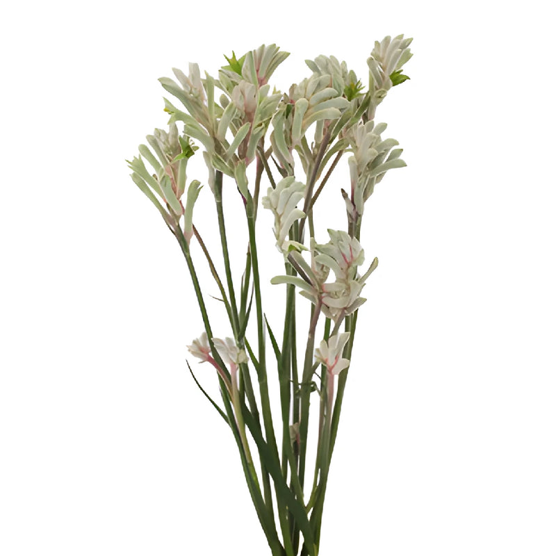 Frosted White Kangaroo Paw Flowers