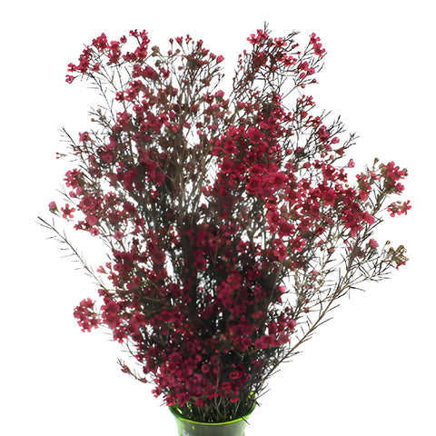 Fruit Punch Red Tinted Wax Flowers
