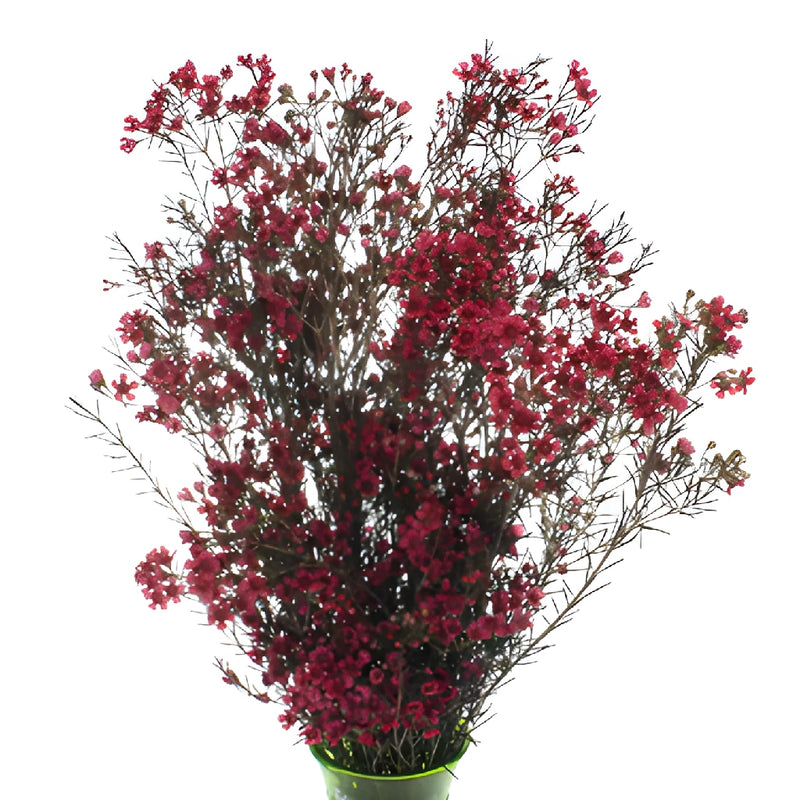 Fruit Punch Red Tinted Wax Flowers