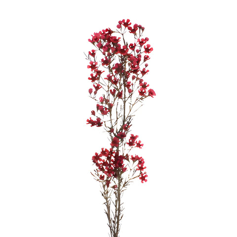 Fruit Punch Red Tinted Wax Flowers