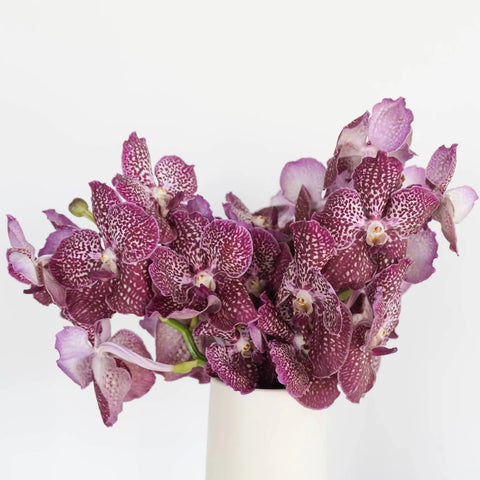 Vanda Orchids Fuchsia Magic Vase - Image