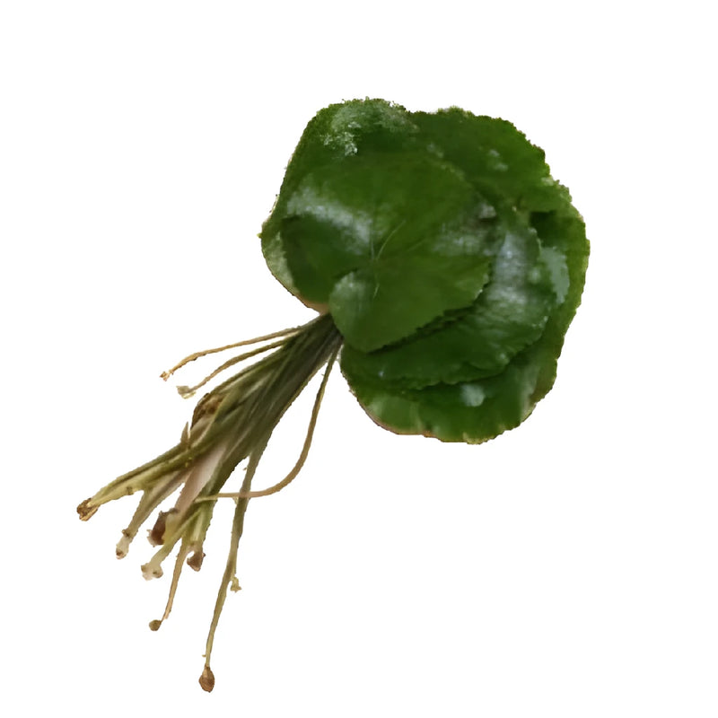 Galax Leaves Greenery