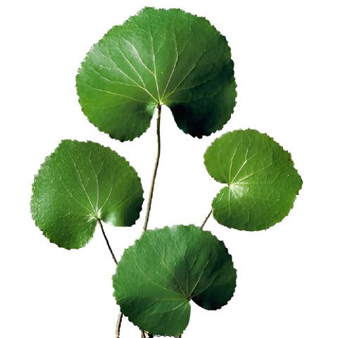 Galax Leaves Greenery