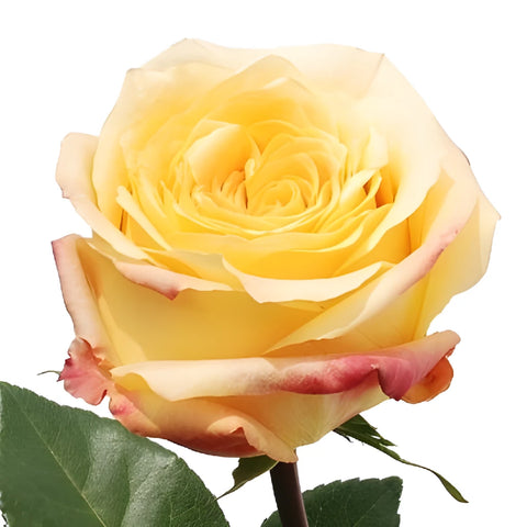Geisha Butter Yellow Rose