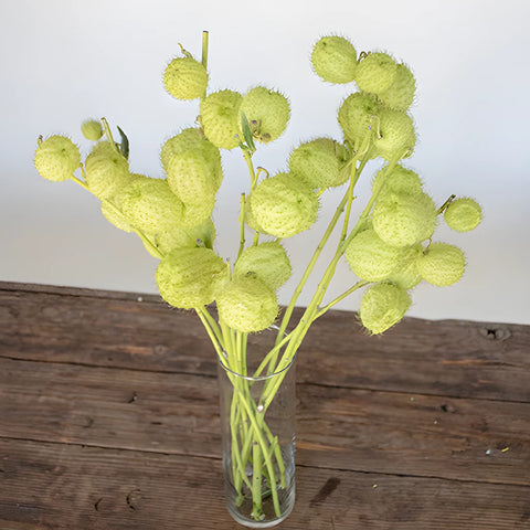 Green Asclepia Pods Flower Bunch in Vase