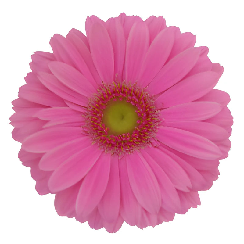 Gerbera Daisy Standard Light Pink Wholesale Flower Up close
