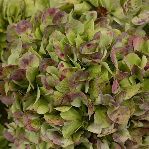 Giant Hydrangea Light Antique Flower Close Up - Image