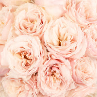 Ginger Cream Garden Rose Close Up - Image