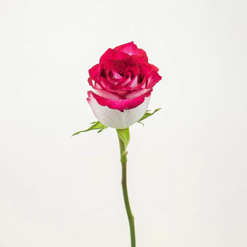 Cinderella Pink and White Rose Stem