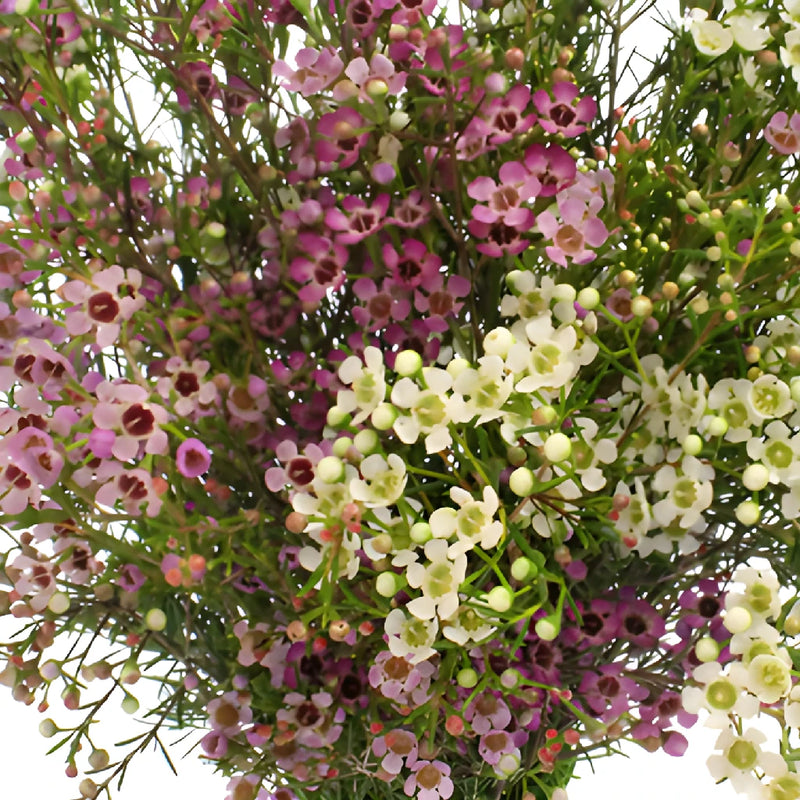 Assorted Bulk Colorful Wax Flowers