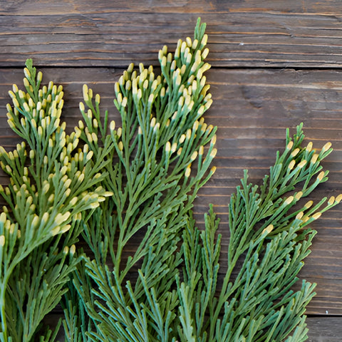 Gold Tip Cedar Winter Greenery