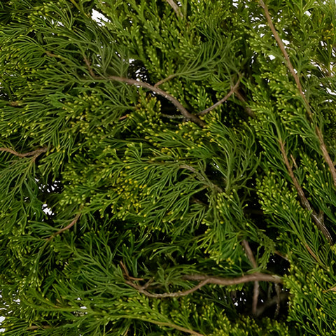 Gold Tip Cedar Winter Greenery