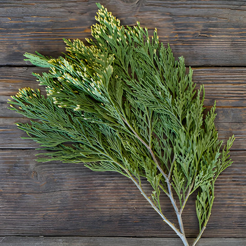Gold Tip Cedar Winter Greenery